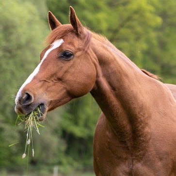 Kräuterprodukte für Pferde
