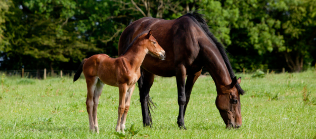 Feeding Foals and Broodmares