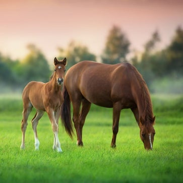 Supplementary Feed for Broodmares & Stallions