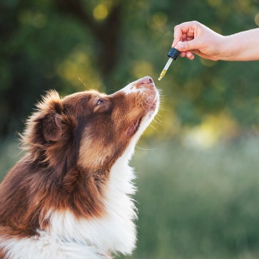 Aanvullend voer voor honden