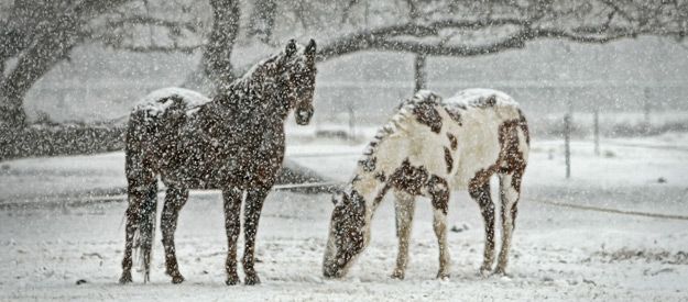 A Strong Immune System: The Basis for Healthy Horses