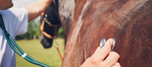 Il tuo cavallo ha la tosse? Leggi i nostri consigli!