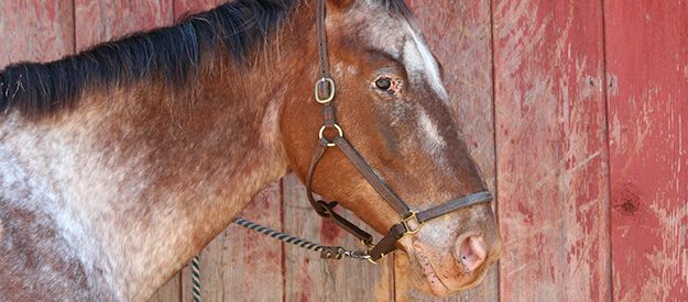 Signs of Ageing in Horses