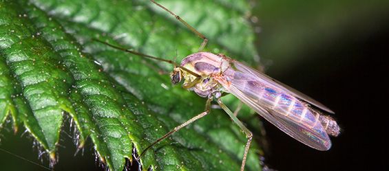 Wie schütze ich mein Pferd vor blutsaugenden Insekten?