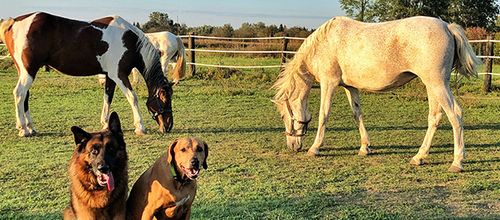 Cane e cavallo: come comportarsi?