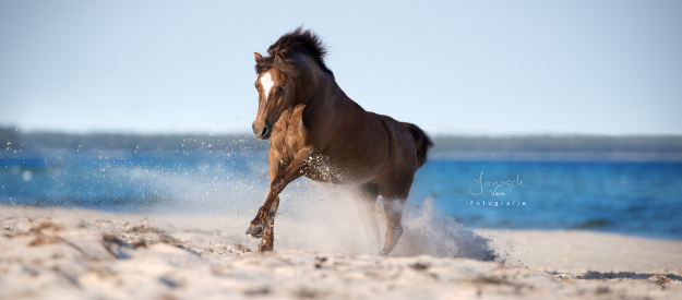 Pferdefotografie - Interview mit einer Fotografin