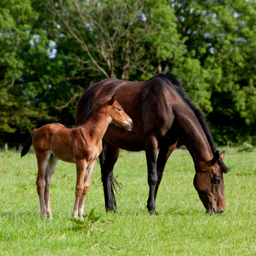 Foals: Vital Nutrients for Healthy Development