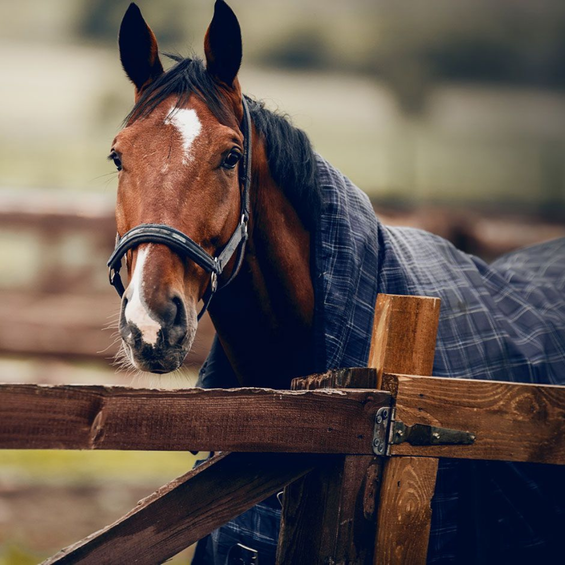 Horse Rugs for Cold Days