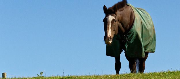 Kako lahko pokrivanje konja škoduje njegovemu zdravju