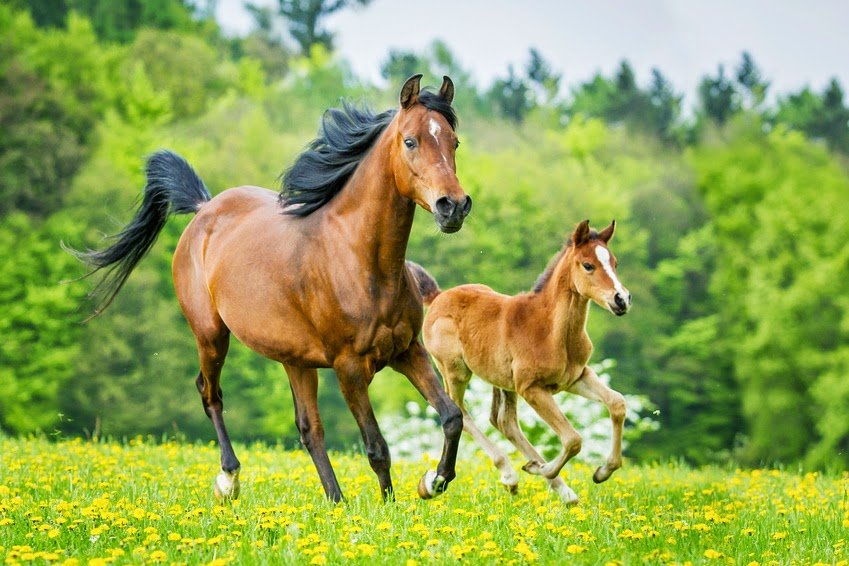 Araber – eine der ältesten Pferderassen der Welt!