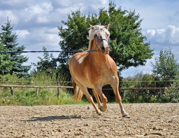 Longieren zum Ausgleich – runde Gymnastikarbeit mit dem Pferd