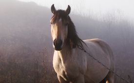 Cosa fare se il cavallo ha mal di pancia?