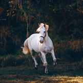 Compléments alimentaires pour l'appareil locomoteur du cheval