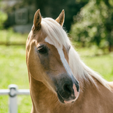 Compléments alimentaires pour la peau et le pelage du cheval