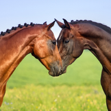 Complementary Feed to Support Cardiovascular Health