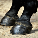 Hooves