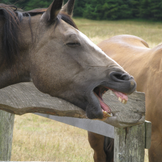 Compléments alimentaires pour le système immunitaire du cheval