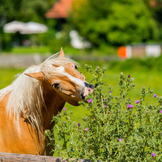 Aanvullend voer ter ondersteuning van de lever