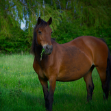 Compléments alimentaires pour les reins et les voies urinaires