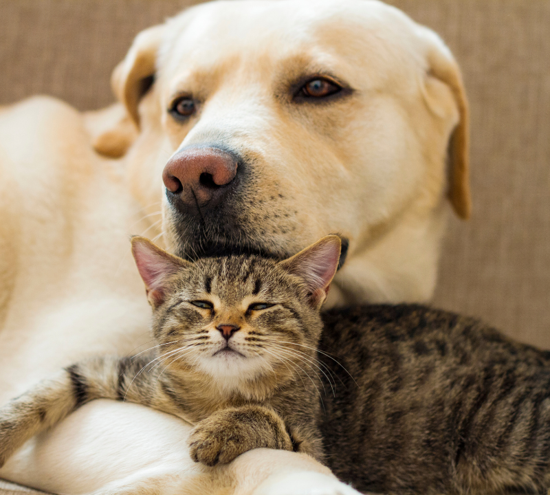 Jetzt 10% Rabatt & mehr auf Produkte für Hund & Katz sparen
