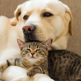 Save up to 70% & More on Products for Dogs & Cats