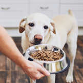 Trockenfutter für Hunde