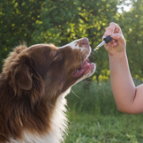 Integratori di alta qualità per il tuo cane