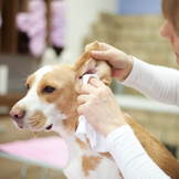 Soin des oreilles pour chiens