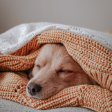 Coperte robuste e morbide per il tuo cane