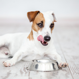 Voer- en drinkbakken en bijpassende accessoires voor honden