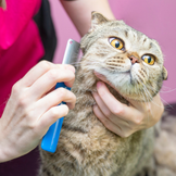 Verzorgingsproducten voor katten