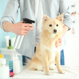 Produits de soin pour chien