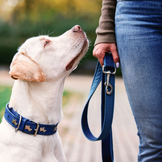 Collari e guinzagli di qualità per il cane