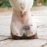 Supplementary Feed for Mud Fever