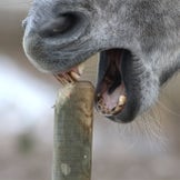 Anti-knabbelproducten voor paarden