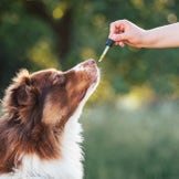 Pflegecremes, schützende Lotions & Sprays für Hunde