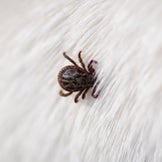 Insect Repellent for Dogs