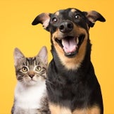 Food for Dogs & Cats - On Sale!