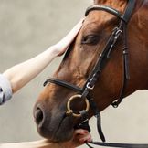 Productos para el cuidado de los caballos