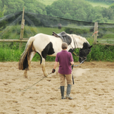 Products for Lunging & Groundwork