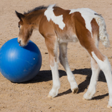 Speelgoed en verrijkingsapparatuur voor paarden