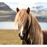 Geselecteerde producten speciaal voor IJslandse paarden