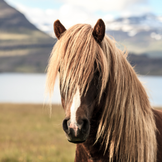Sélection de produits pour les chevaux islandais