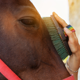 Спестете 10% или повече за козметика за грижа за конете