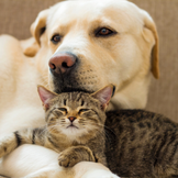 Save 10% & More on Products for Dogs & Cats