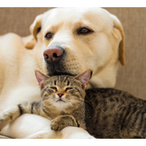 Save 20% & More on Products for Dogs & Cats