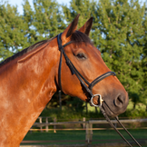 Save 40% or more on Saddles & Bridles