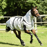 Mantas y complementos para caballos con dermatitis estival