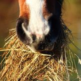 Organic Feed for Horses