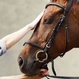 Prodotti specifici per la cura del tuo cavallo